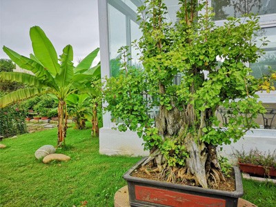 糖心VLGO城市漫步作品五